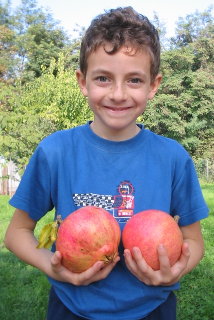 Punica granatum / Melograno